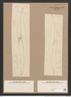 Pleurosigma stuxbergii Cl. et Gr. (de-Toni-Nr.: Genus 13, Species 1053) Zeichnungen Sammlung Grunow Nr. 1895 (NHMW-BOT-W0369011)